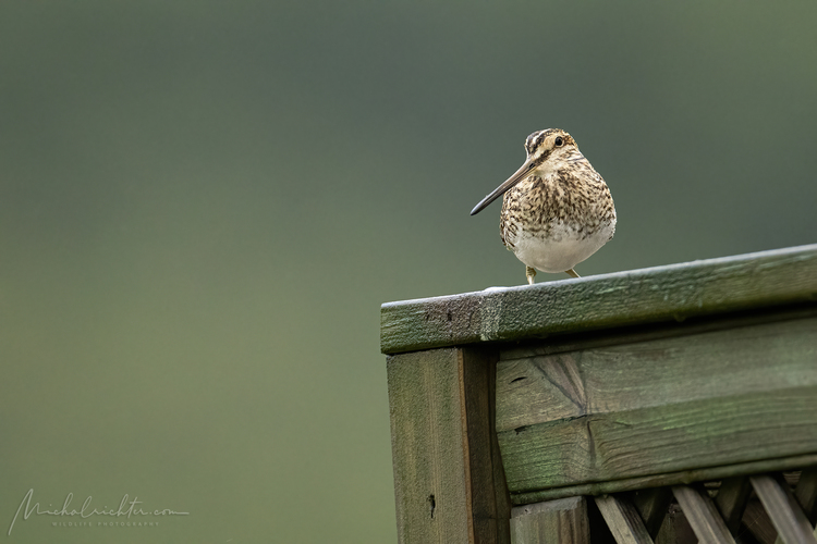 Gallinago gallinago (močiarnica mekotavá)