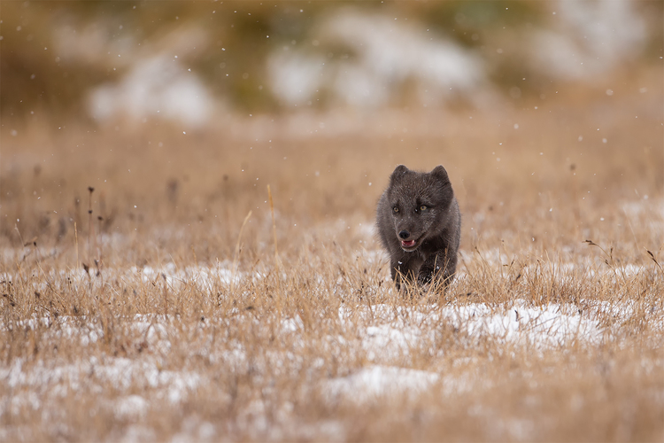 Vulpes lagopus (líška polárna)