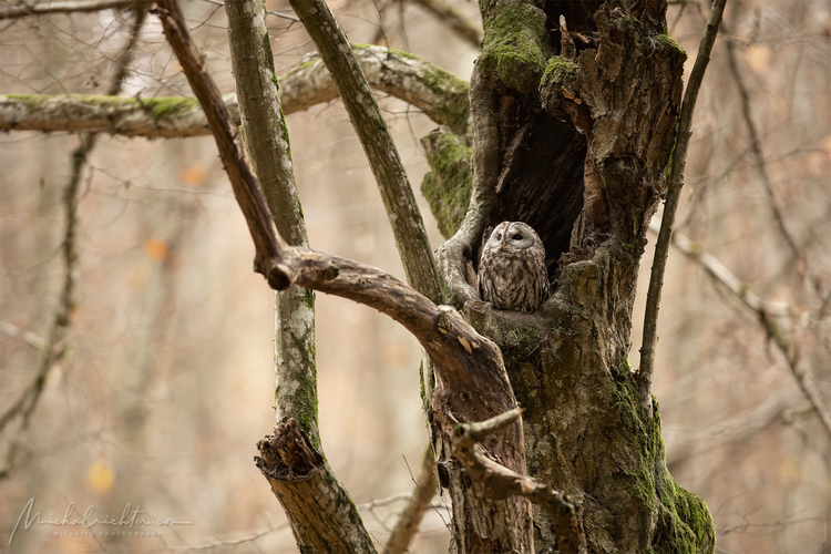 Strix aluco (sova lesná)