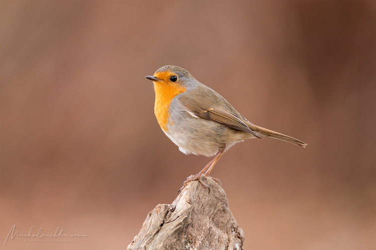 Erithacus rubecula (slávik červienka)