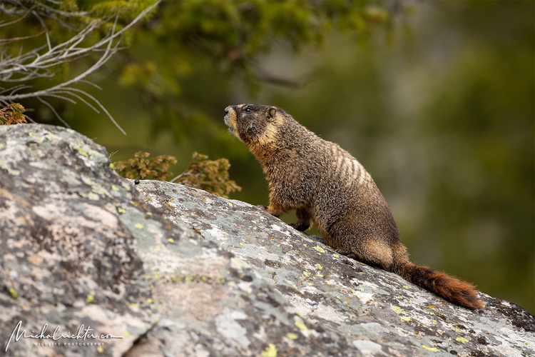 Marmota flaviventris (svišť žltobruchý)