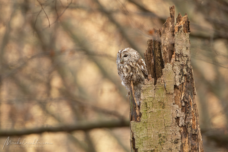 Strix aluco (sova lesná)