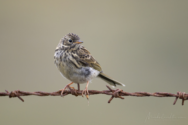 Anthus pratensis (ľabtuška lúčna)