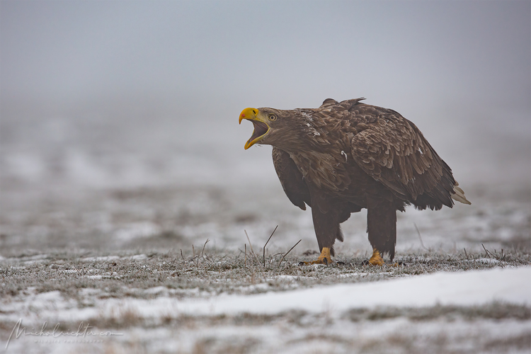 Haliaeetus albicilla (orliak morský)