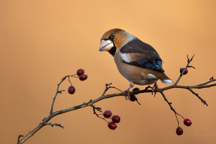 Coccothraustes coccothraustes (glezg hrubozobý)