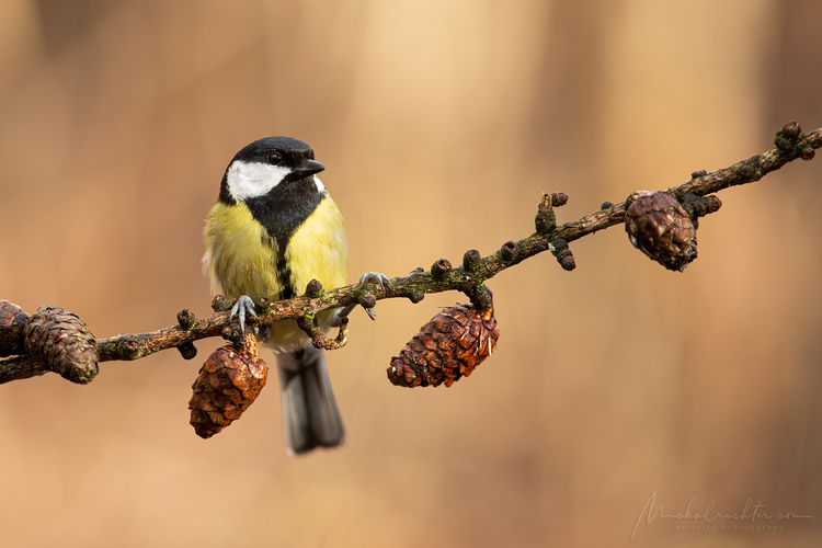 Parus major (sýkorka veľká)