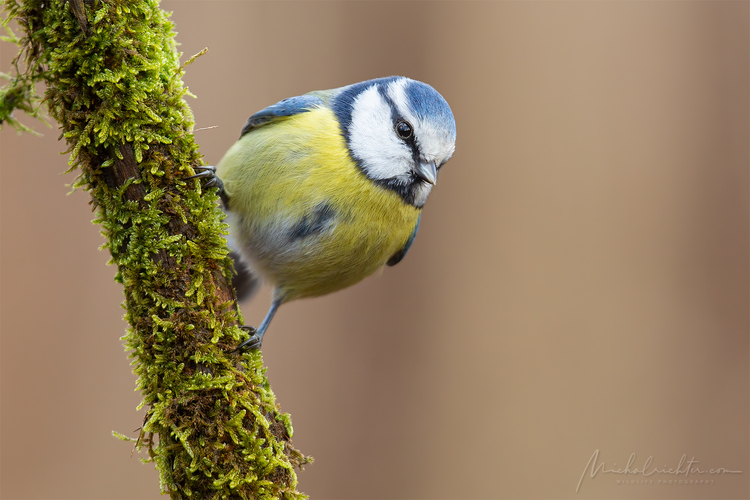 Cyanistes caeruleus (sýkorka belasá)