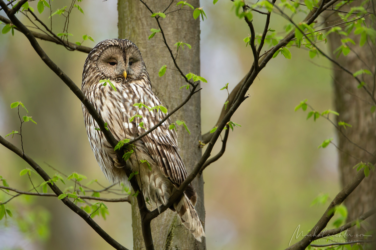 Strix uralensis (sova dlhochvostá)