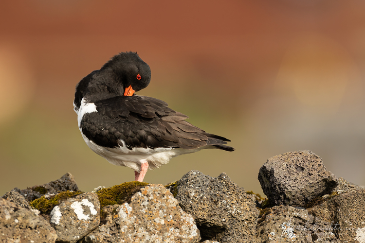 Haematopus ostralegus (lastúrničiar strakatý)