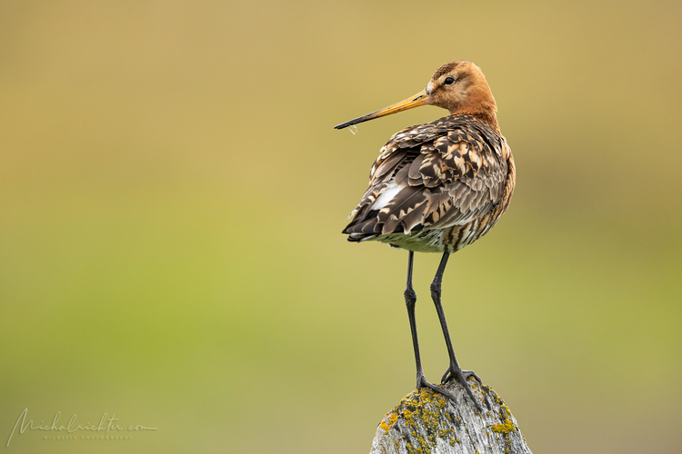 Limosa limosa (brehár čiernochvostý)