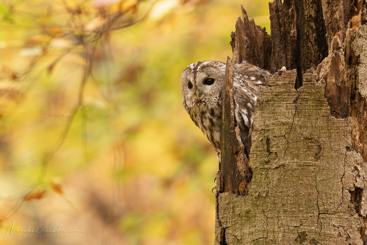 Strix aluco (sova lesná)