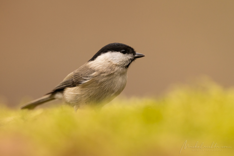 Parus palustris (sýkorka hôrna)