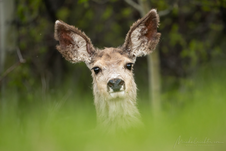 Odocoileus hemionus (jelienok ušatý)