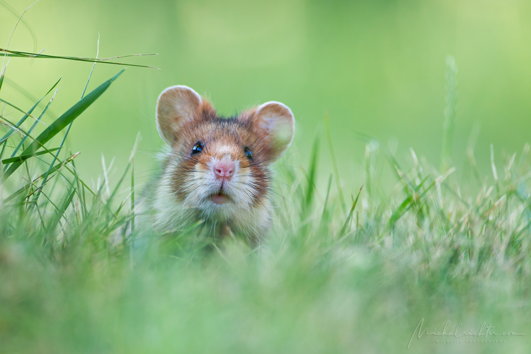 Cricetus cricetus (chrček poľný)