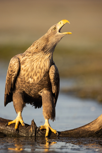 Haliaeetus albicilla (orliak morský)