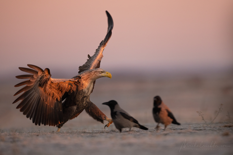 Haliaeetus albicilla (orliak morský)