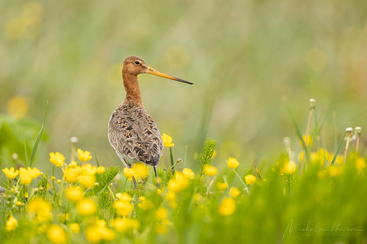 Limosa limosa (brehár čiernochvostý)