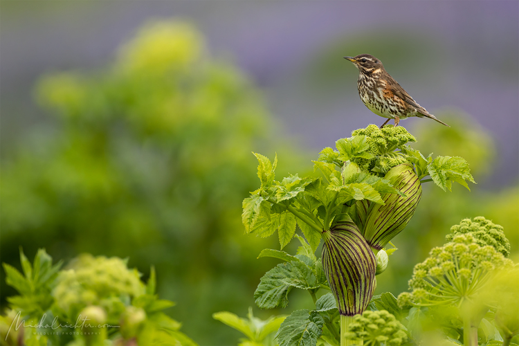 Turdus iliacus (drozd červenkastý)