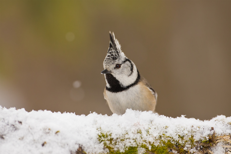 Lophophanes cristatus (sýkorka chochlatá)