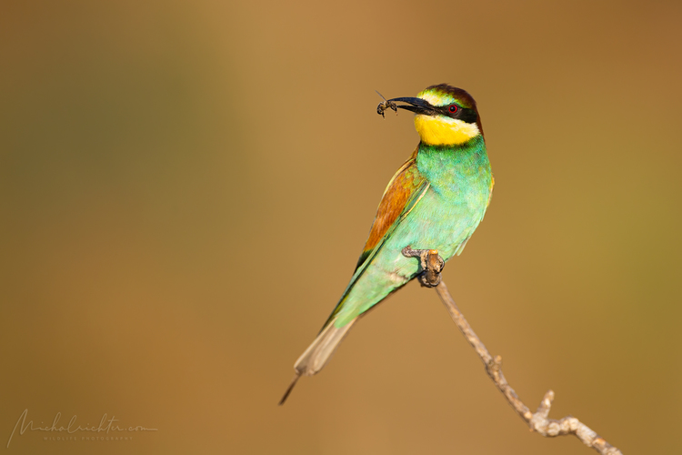 Merops apiaster (včelárik zlatý)