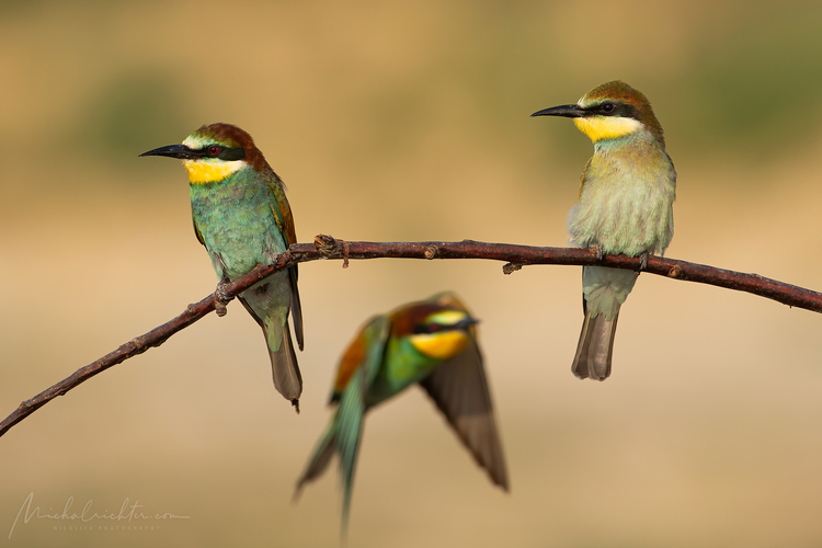 Merops apiaster (včelárik zlatý)