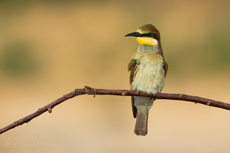 Merops apiaster (včelárik zlatý)