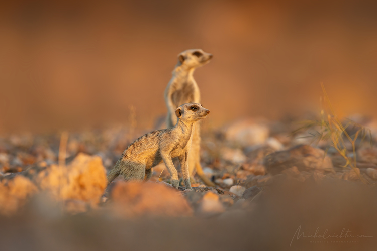 Suricata suricatta (surikata vlnkavá)