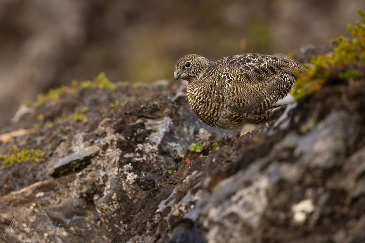 Lagopus muta (snehuľa horská)