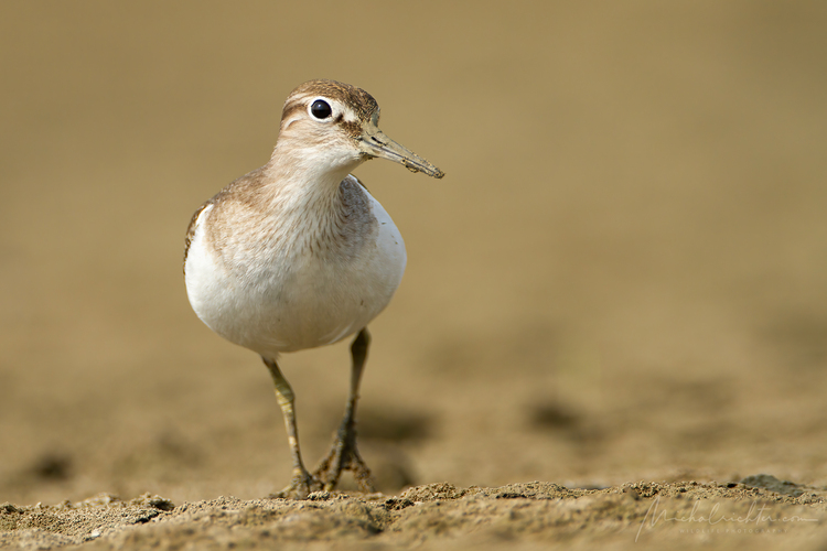 Actitis hypoleucos (kalužiačik malý)