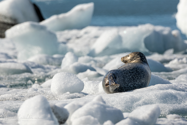 Phoca vitulina (tuleň obyčajný)