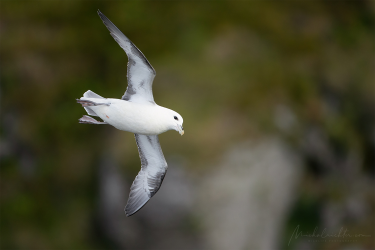 Fulmarus glacialis (fulmar ľadový)