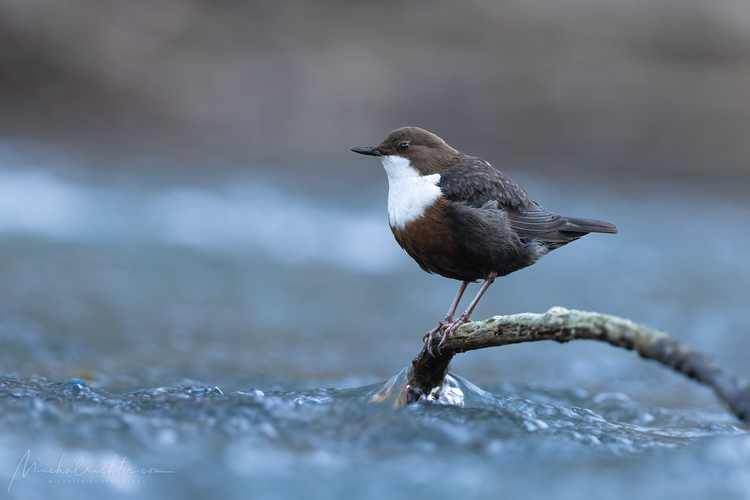 Cinclus cinclus (vodnár potočný)