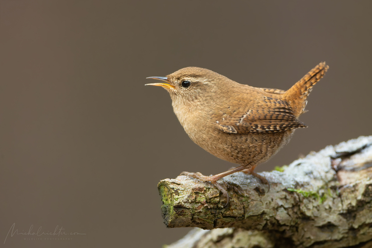 Troglodytes troglodytes (oriešok obyčajný)