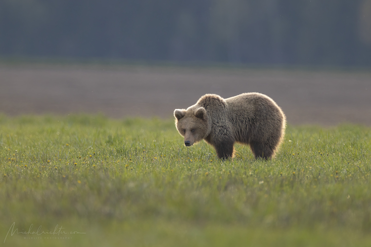 Ursus arctos (medveď hnedý)
