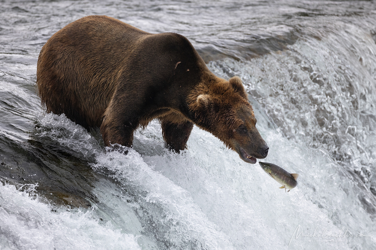 Ursus arctos horribilis (medveď grizly)