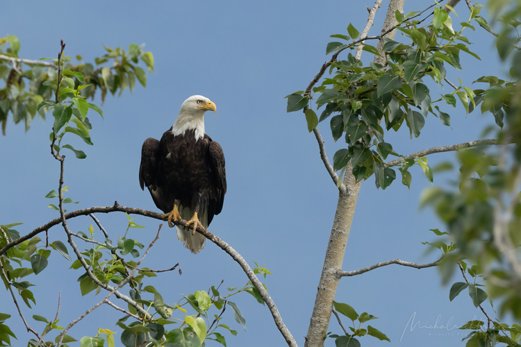 Haliaeetus leucocephalus (orliak bielohlavý)