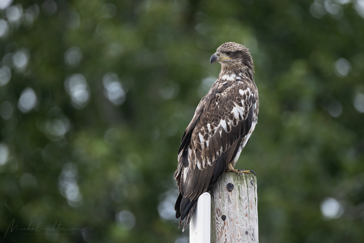 Haliaeetus leucocephalus (orliak bielohlavý)