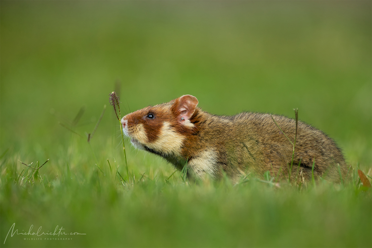 Cricetus cricetus (chrček poľný)