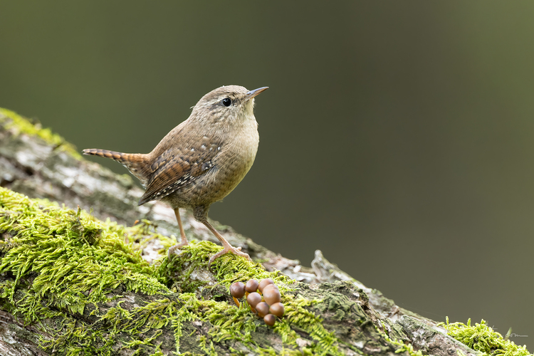 Troglodytes troglodytes (oriešok obyčajný)