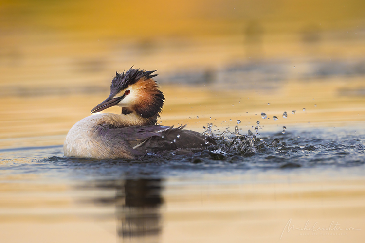 Podiceps cristatus (potápka chochlatá)