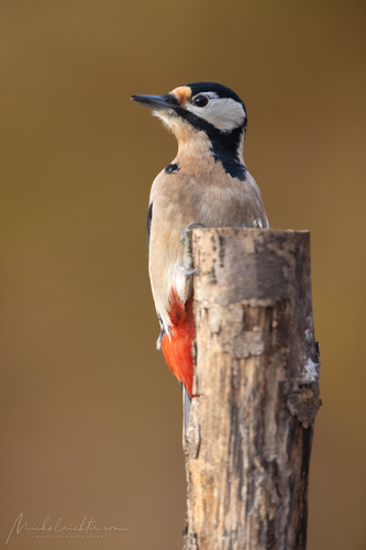 Dendrocopos major (ďateľ veľký)