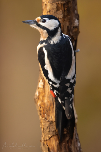 Dendrocopos major (ďateľ veľký)