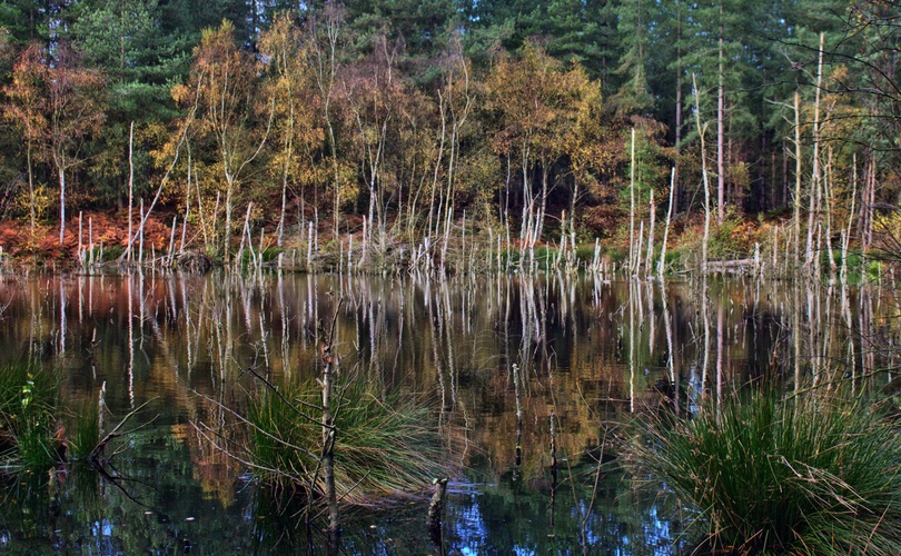 Delamere forest