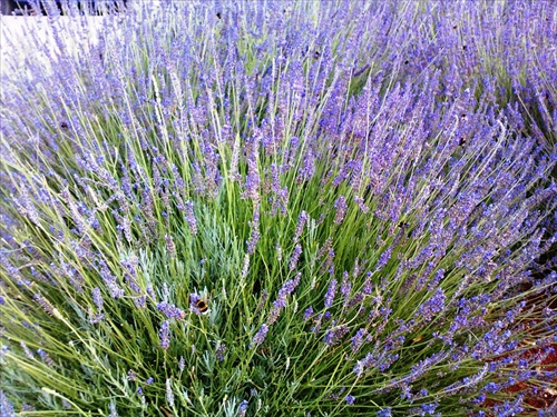 Levandula a čmeliaci