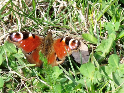 Babočka