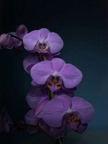 Orchidea