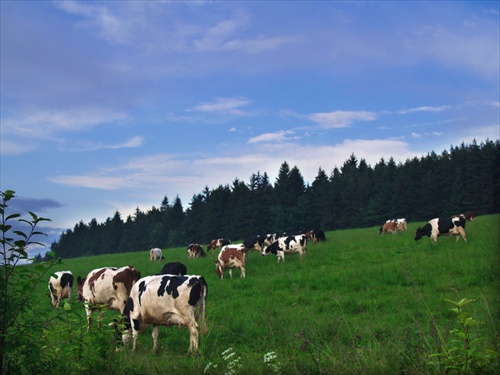 V krajine mlieka