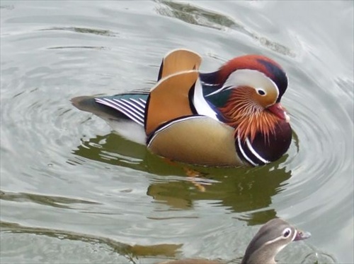 mandarin duck