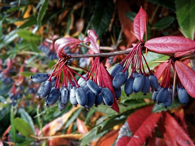 Dráč Júliin - Berberis julianae