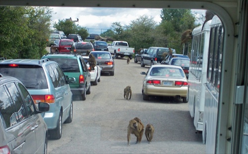 African Lion Safari